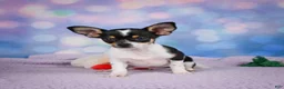 Chihuahua dogs for sale: OSA - Ad 10