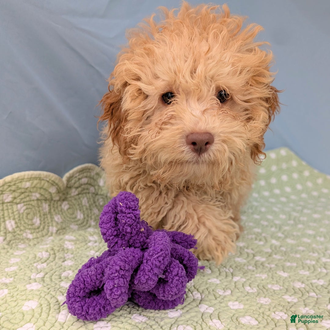 Toy Poodle dogs for sale: Rotini - Ad 2