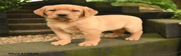 Labrador Retriever dogs for sale: Peaches - Ad 1