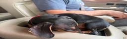 Miniature Dachshund dogs for sale: Miniature Dachshund Puppy 3 - Ad 3