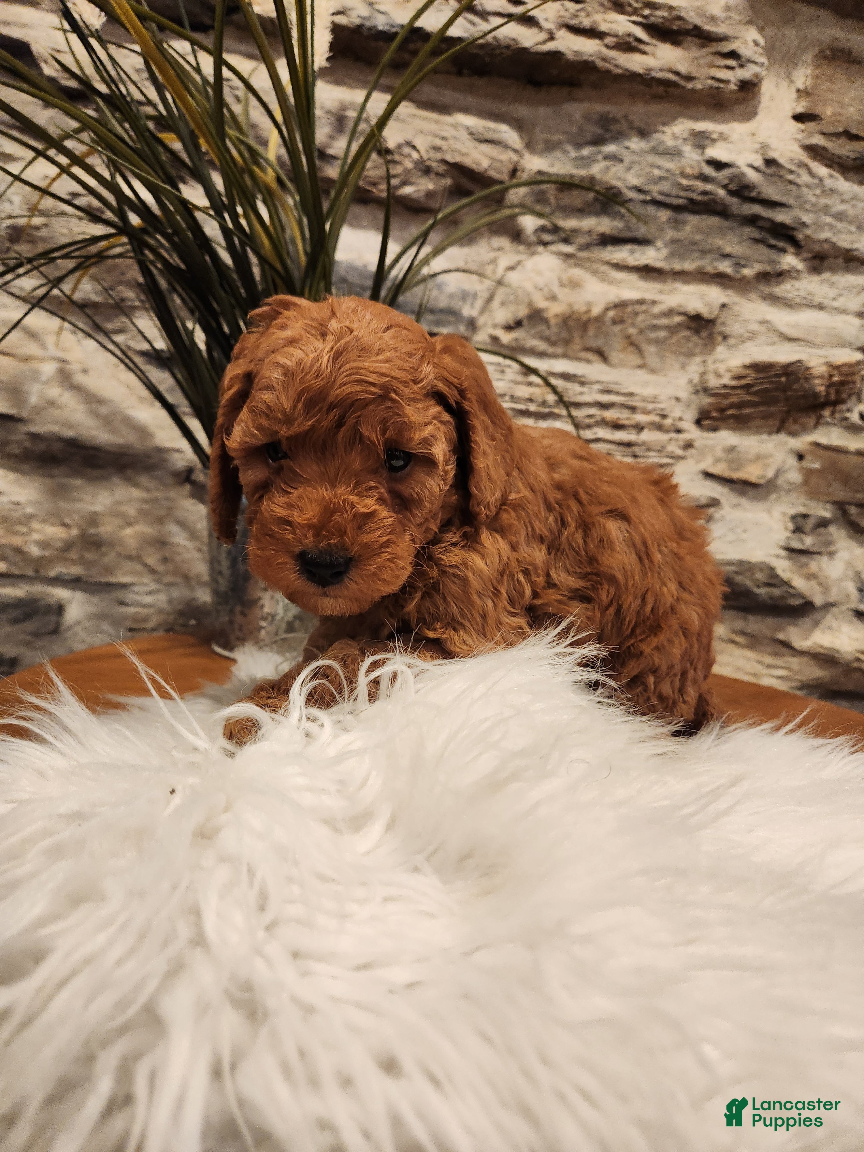Mini Goldendoodle dogs BUBBLES - Mini Goldendoodle Puppy 3 - Ad 2