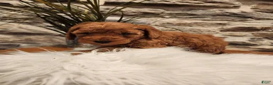 BUBBLES - Mini Goldendoodle Puppy 3