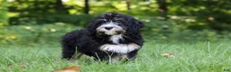 Mini Bernedoodle dogs for sale: Phoebe - Ad 15