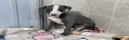 Italian Greyhound dogs for sale: Woody - Ad 4