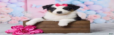 Roxy