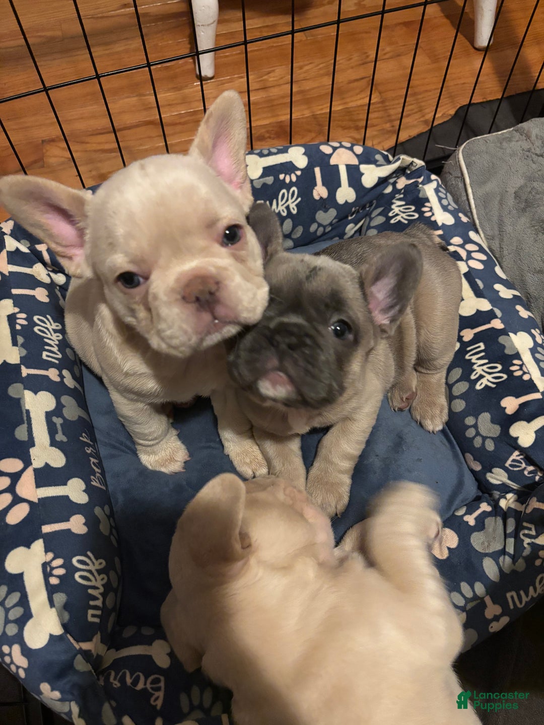 French Bulldog dogs for sale: Lila - Ad 6