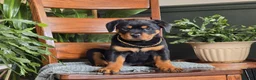 Rottweiler dogs for sale: Maple - Ad 3