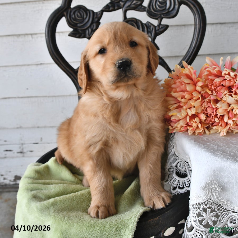 Golden Retriever dogs Boyd - Ad 2