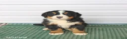 Bernese Mountain Dog dogs for sale: Rambo - Ad 2