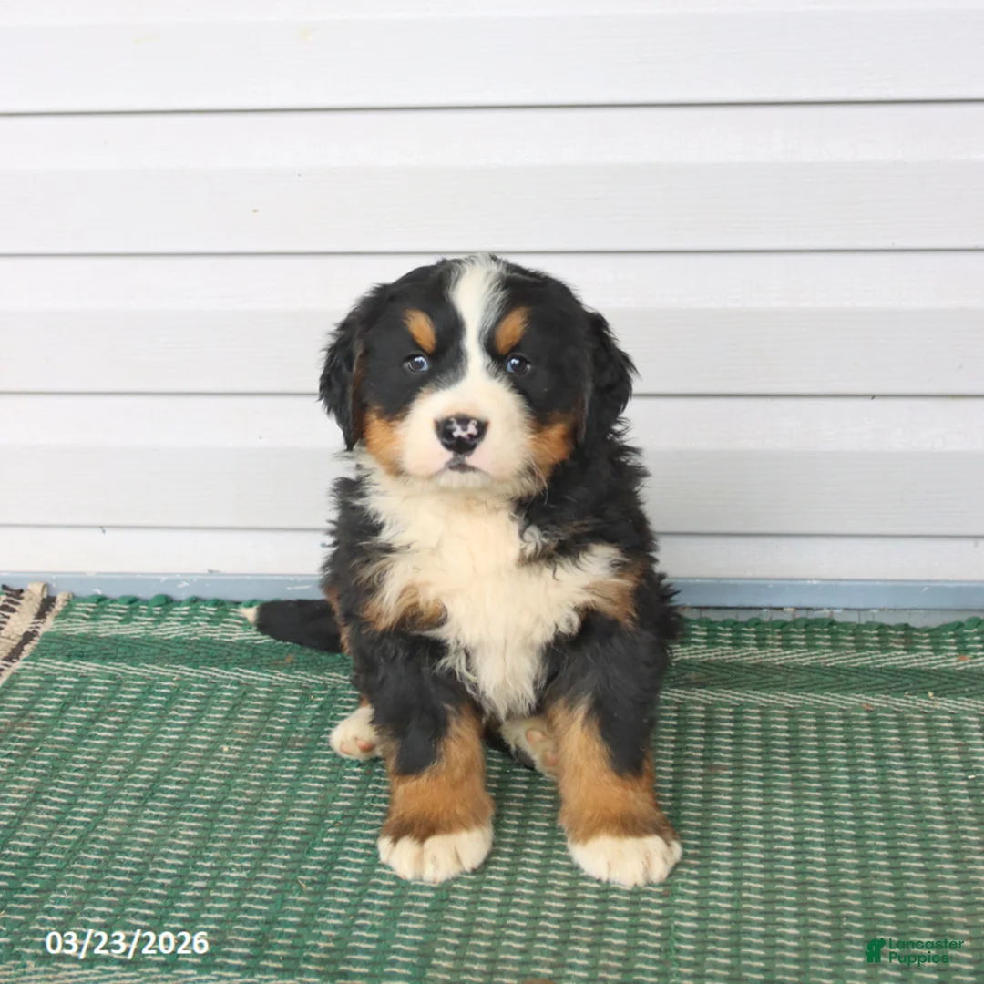 Bernese Mountain Dog dogs for sale: Rambo - Ad 2