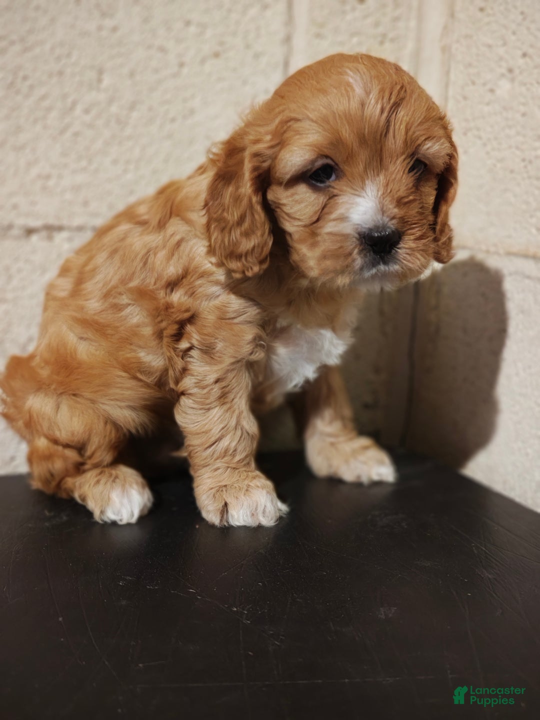Mixed Breed dogs for sale: Mixed Breed Puppy 2 - Ad 3