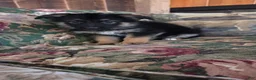 German Shepherd dogs for sale: Ellie  - Ad 12