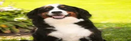 Mini Bernedoodle dogs for sale: Cornell F1 Mini Bernedoodle  - Ad 8
