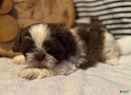 Shih Tzu dogs Maple - Ad 12