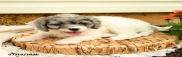 Cavapoo dogs for sale: Robin - Ad 3