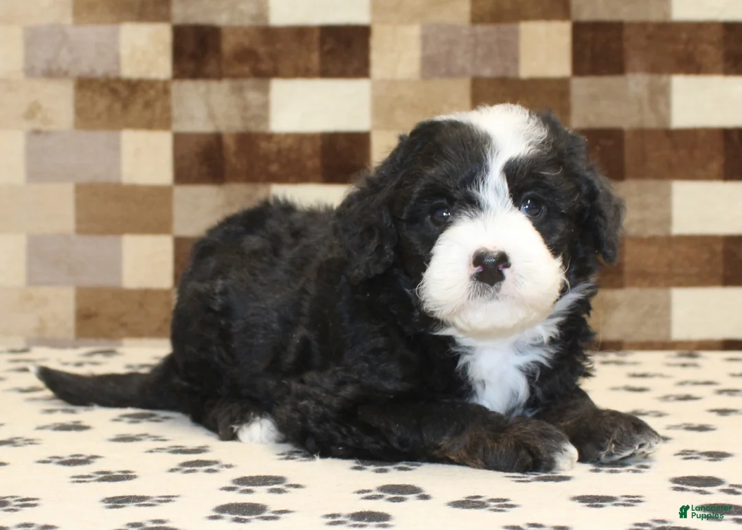 Mini Bernedoodle dogs for sale: Diesel - Ad 2