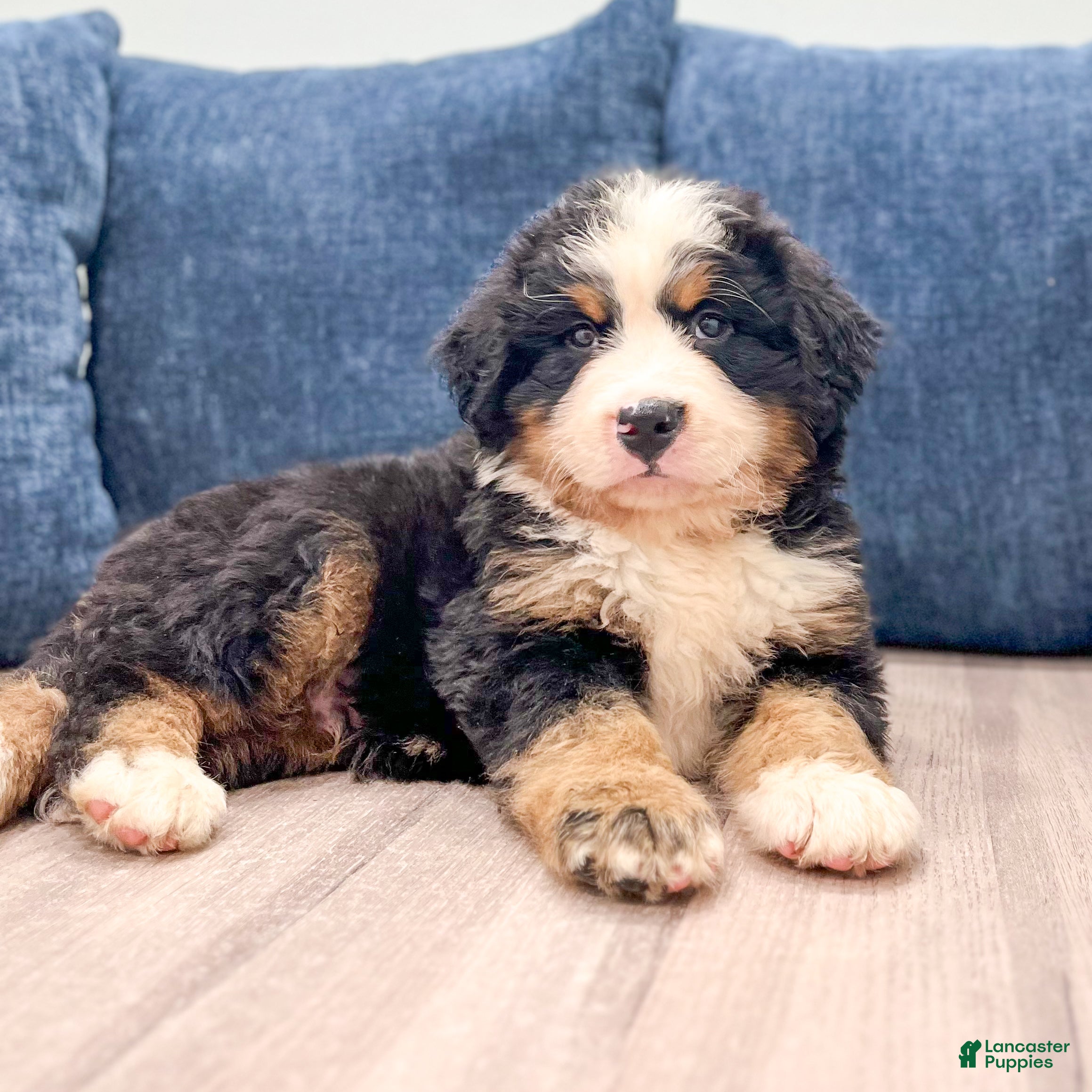 Bernese Mountain Dog dogs Max - Ad 2