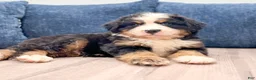 Bernese Mountain Dog dogs for sale: Max - Ad 2