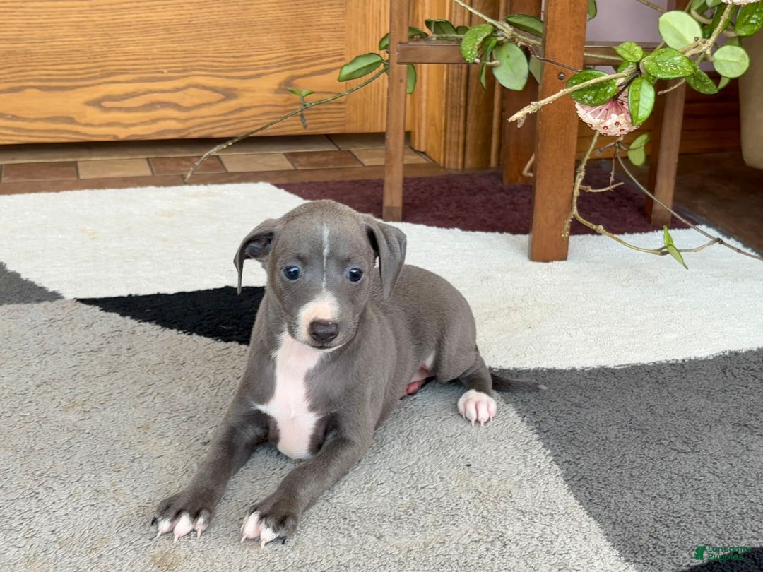 Italian Greyhound dogs for sale: JJ - Ad 3