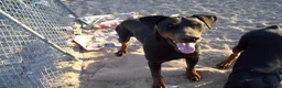 Doberman Pinscher dogs for stud: loki stud dog - Ad 2