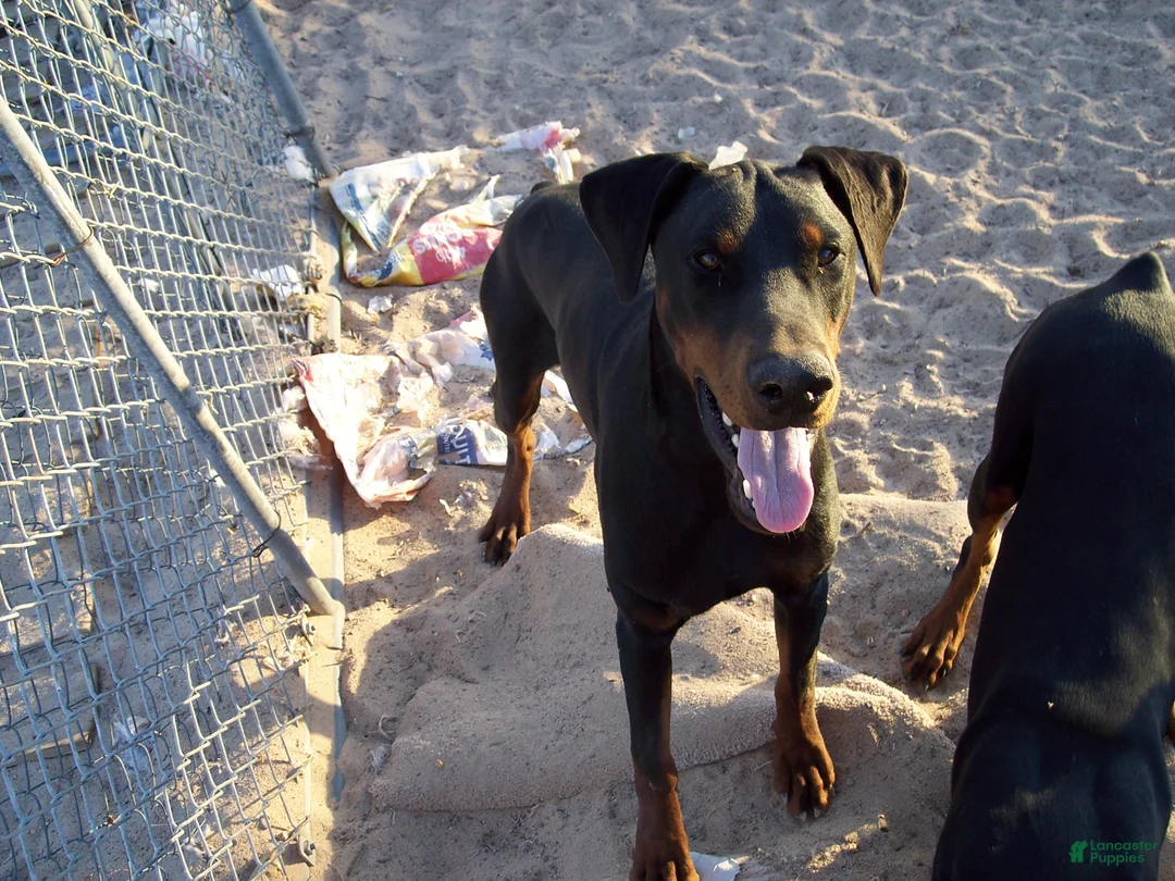 Doberman Pinscher dogs for stud: loki stud dog - Ad 2