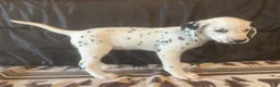 Dalmatian dogs for sale: Princess - Ad 3