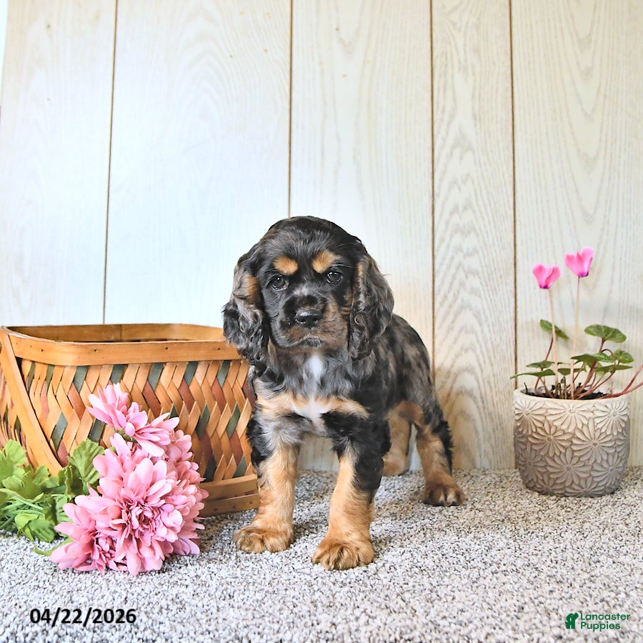 Cocker Spaniel dogs Casey - Ad 2