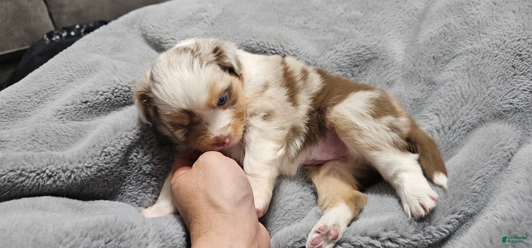 Miniature Australian Shepherd dogs for sale: Carrot  - Ad 6