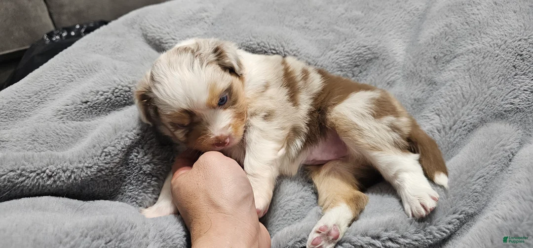 Miniature Australian Shepherd dogs for sale: Carrot  - Ad 6