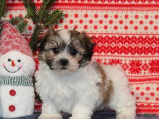 Teddy Bear dogs Feather - Ad 4