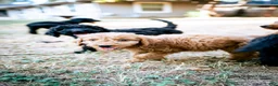 Goldendoodle dogs for sale: Onyx - Ad 8