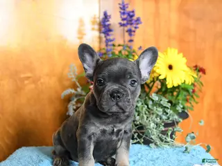 French Bulldog dogs for sale: Pepper - Ad 2
