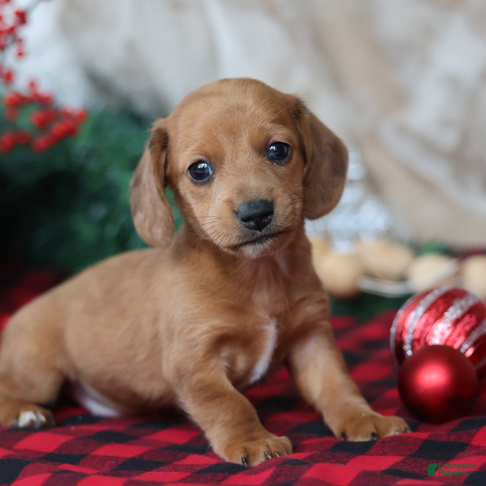 Miniature Dachshund dogs Sage - Ad 1