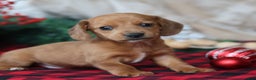 Miniature Dachshund dogs for sale: Sage - Ad 1