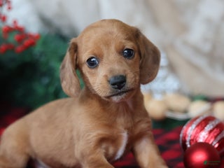 Miniature Dachshund dogs for sale: Sage - Ad 1