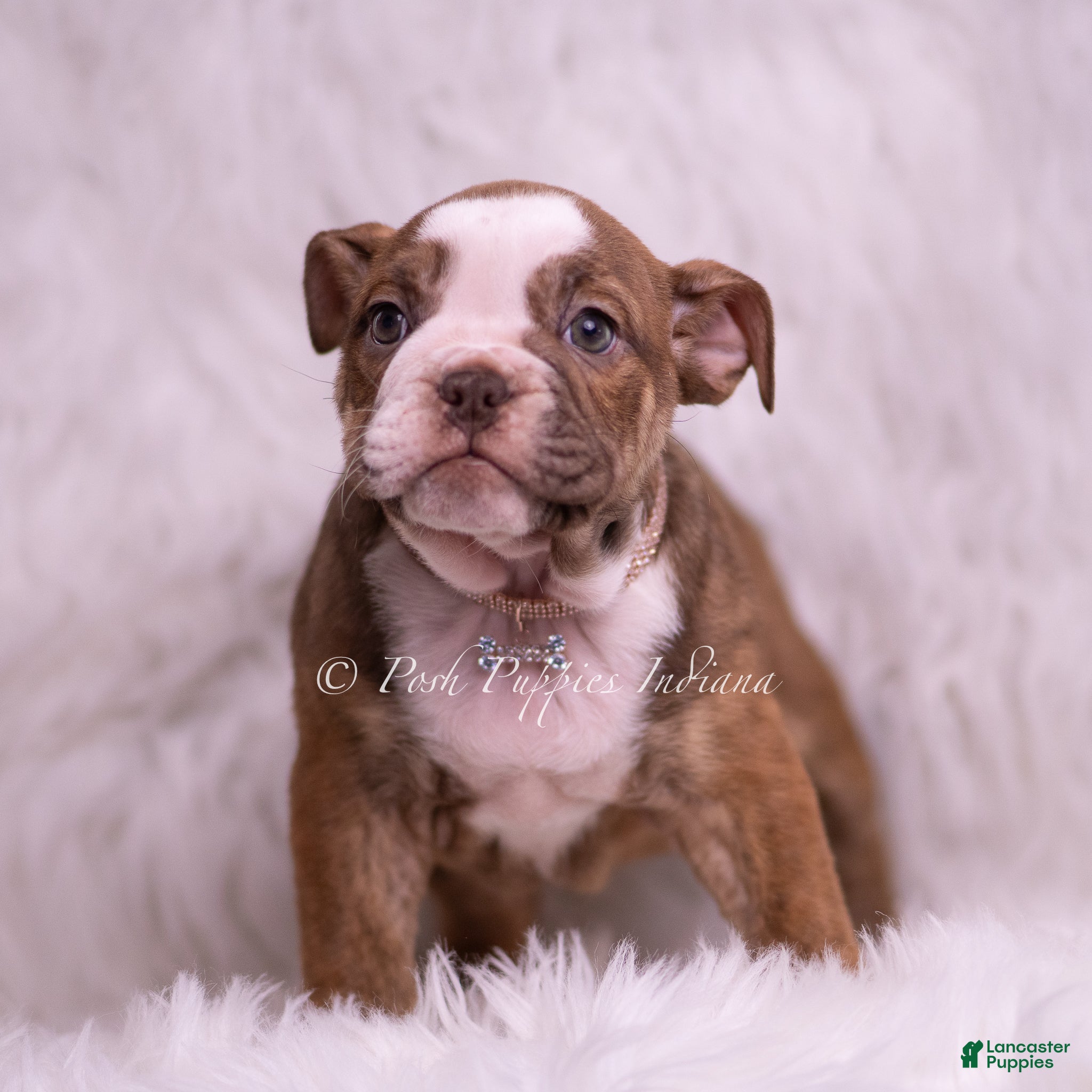 English Bulldog dogs Raina - Ad 2