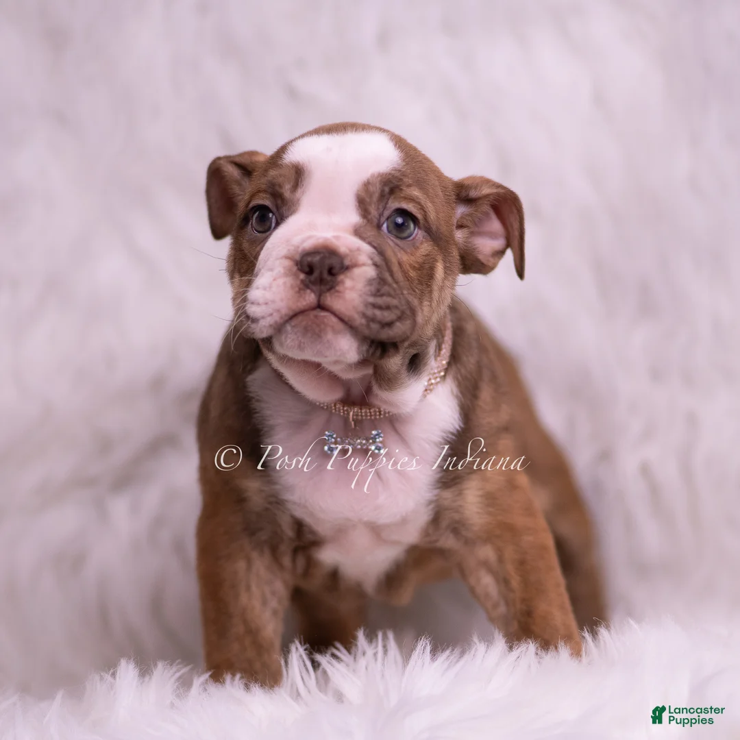 English Bulldog dogs for sale: Raina - Ad 2