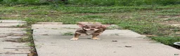 Chihuahua dogs for sale: Chihuahua 1 - Ad 1