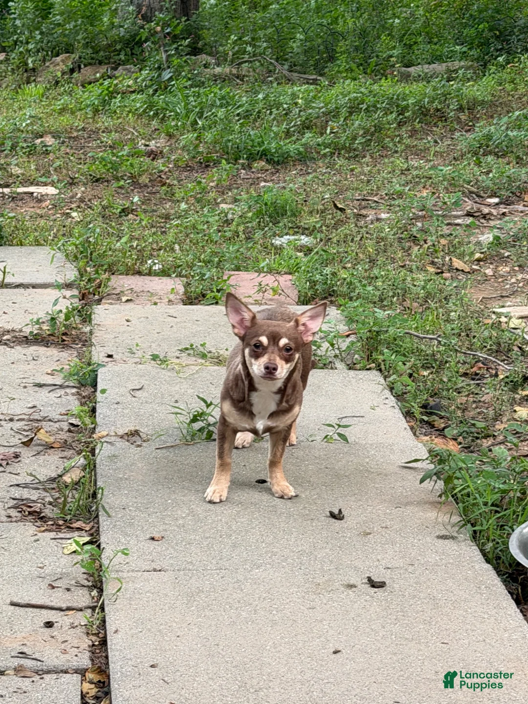 Chihuahua dogs for sale: Chihuahua 1 - Ad 1