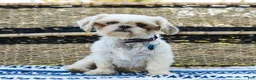 Shih Tzu dogs for sale: Andranella - Ad 7