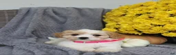Cavachon dogs for sale: Bella - Ad 6