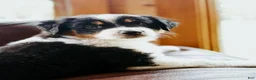 Australian Shepherd dogs for sale: Poppy - Ad 6