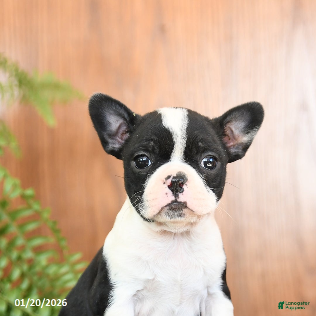 Frenchton dogs for sale: Lorrie - Ad 4