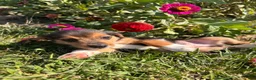 Beagle dogs for sale: Duke - Ad 3