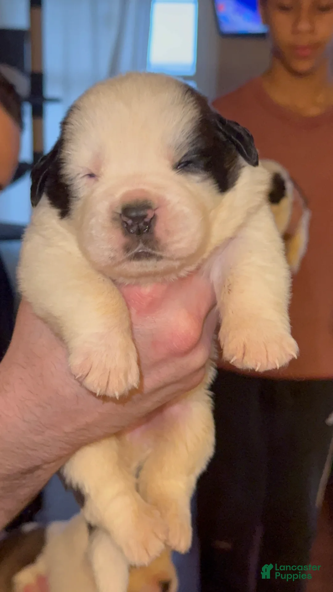 Saint Bernard dogs for sale: Zig - Ad 4