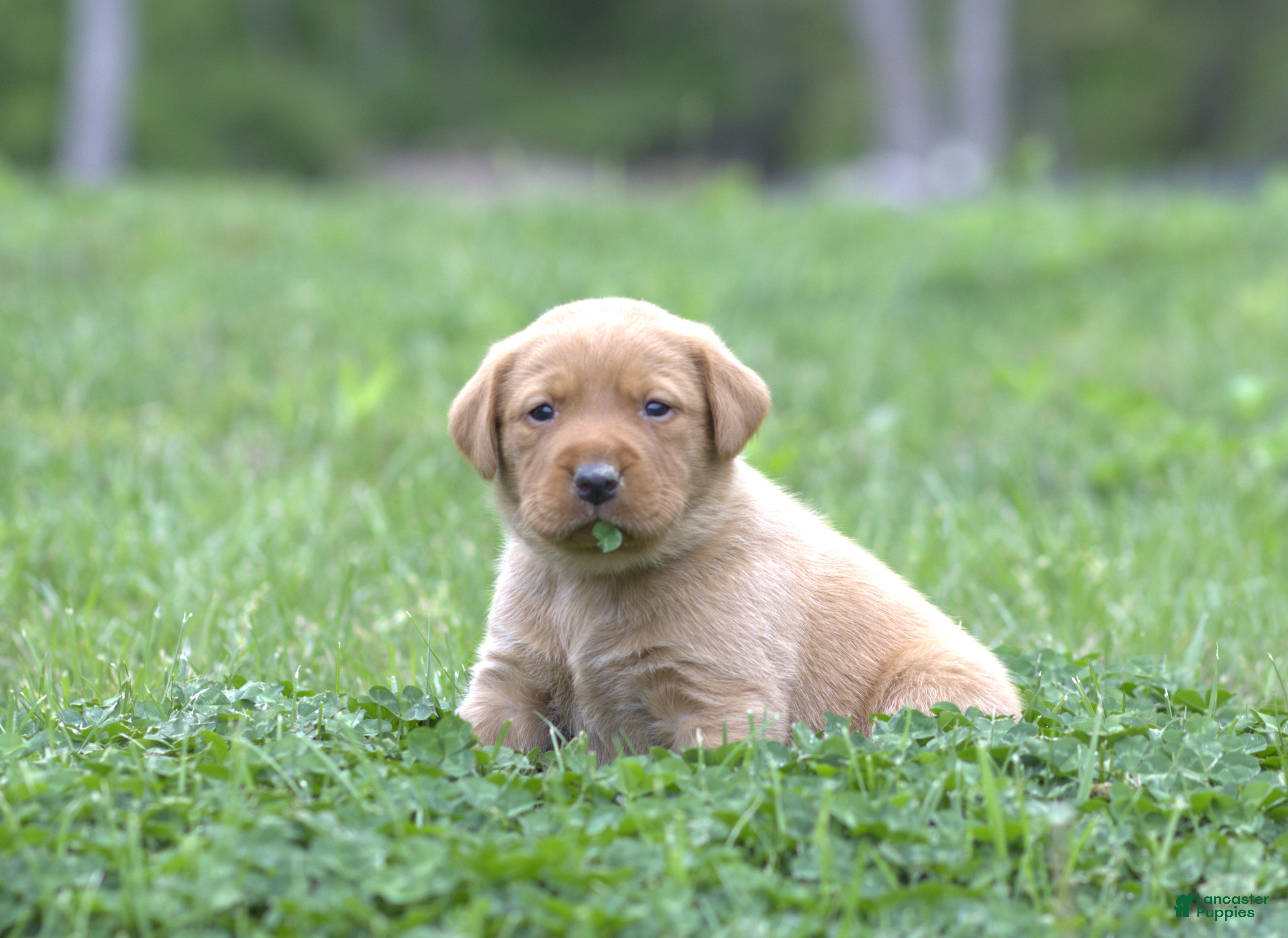 Labrador Retriever dogs for sale: Captain - Ad 4