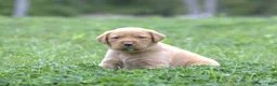 Labrador Retriever dogs for sale: Captain - Ad 1