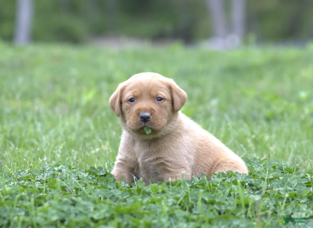 Labrador Retriever dogs for sale: Captain - Ad 1