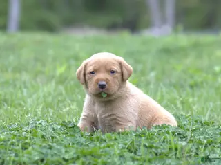 Labrador Retriever dogs for sale: Captain - Ad 4