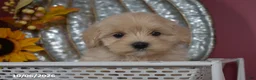 Maltipoo dogs for sale: Roy - Ad 5